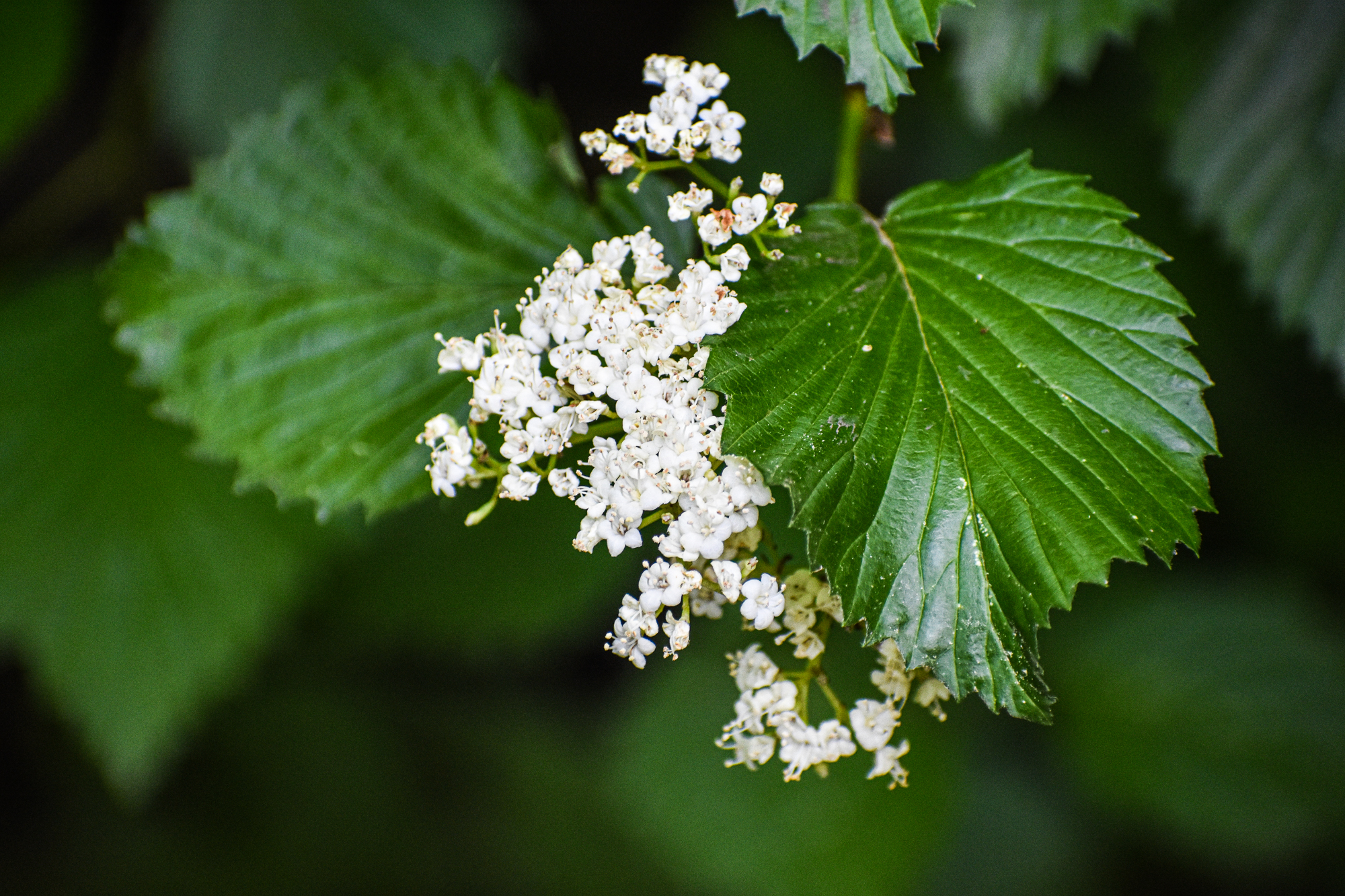 Exploring Birds Birds attracted to Arrowwood Viburnum
